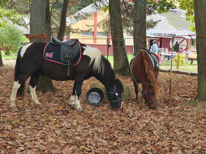 Photo illustrant un stage d'équitation