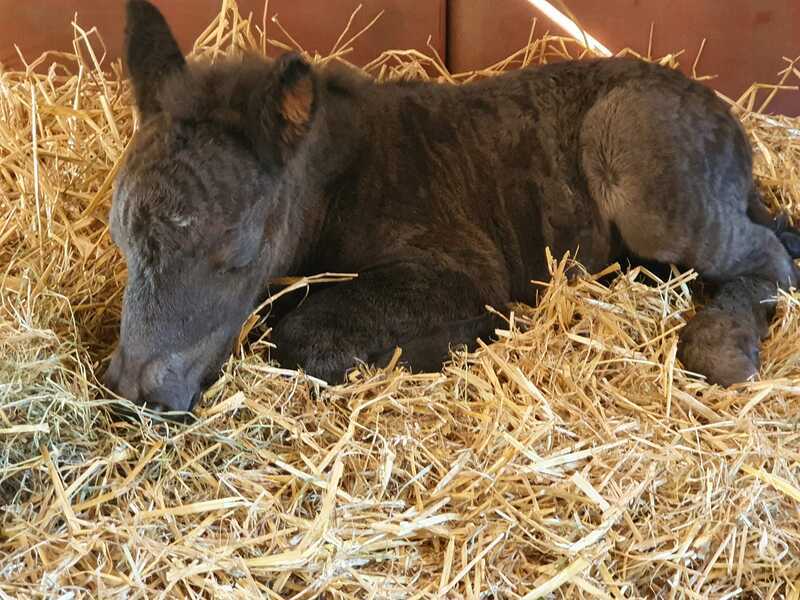 Photo illustrant les pensions équidés